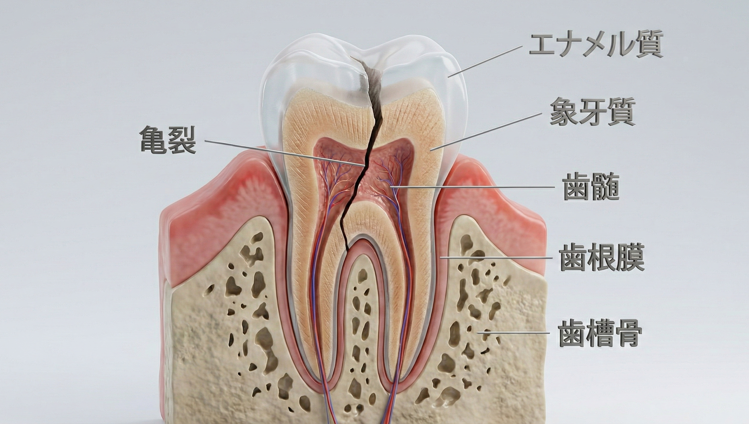 抜歯の基準と、当院の「残す」ための診断基準